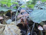 Mycena californiensis image