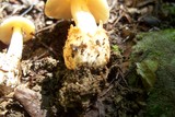 Amanita pseudovolvata image