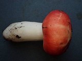 Russula silvicola image