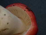Russula silvicola image