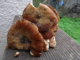 Armillaria nabsnona image