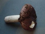 Russula murrillii image