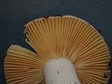 Russula murrillii image