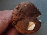 Russula murrillii image