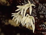 Mucronella bresadolae image