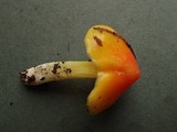 Hygrocybe acutoconica image