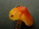 Hygrocybe acutoconica image