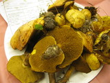 Suillus americanus image