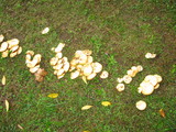 Suillus americanus image