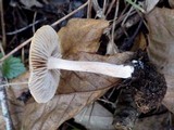Inocybe lacera image
