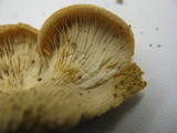 Lentinellus ursinus image