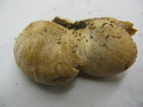 Lentinellus ursinus image
