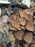 Psathyrella piluliformis image