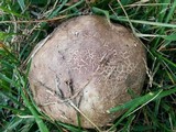 Calvatia cyathiformis image