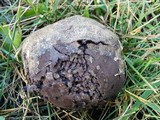 Calvatia cyathiformis image