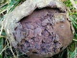 Calvatia cyathiformis image