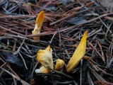 Neolecta irregularis image
