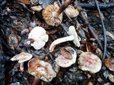 Inocybe adaequata image
