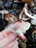 Inocybe adaequata image