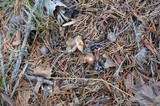 Rhodocollybia butyracea image
