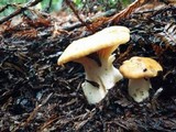 Cuphophyllus pratensis image