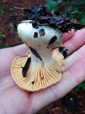 Cuphophyllus pratensis image