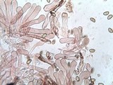 Inocybe bongardii image