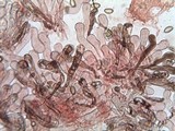 Inocybe bongardii image