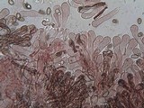 Inocybe bongardii image