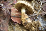 Amanita ravenelii image