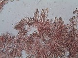 Inocybe bongardii image