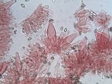 Inocybe lacera image