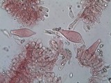 Inocybe lacera image