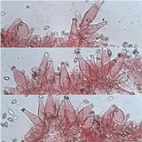 Inocybe lacera image