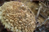 Amanita ravenelii image