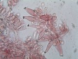 Inocybe lacera image