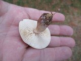 Rhodocollybia butyracea image