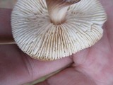 Rhodocollybia butyracea image