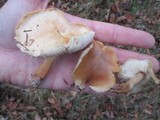 Rhodocollybia butyracea image