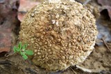Amanita ravenelii image