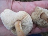 Rhodocollybia butyracea image