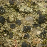 Micarea peliocarpa image