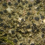 Micarea peliocarpa image