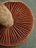 Cortinarius rigens image