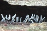 Arcyria cinerea image