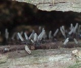 Arcyria cinerea image