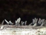 Arcyria cinerea image