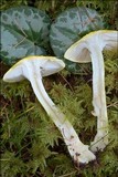 Hygrophorus lucorum image