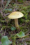 Hygrophorus lucorum image