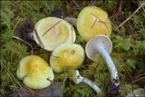 Hygrophorus lucorum image
